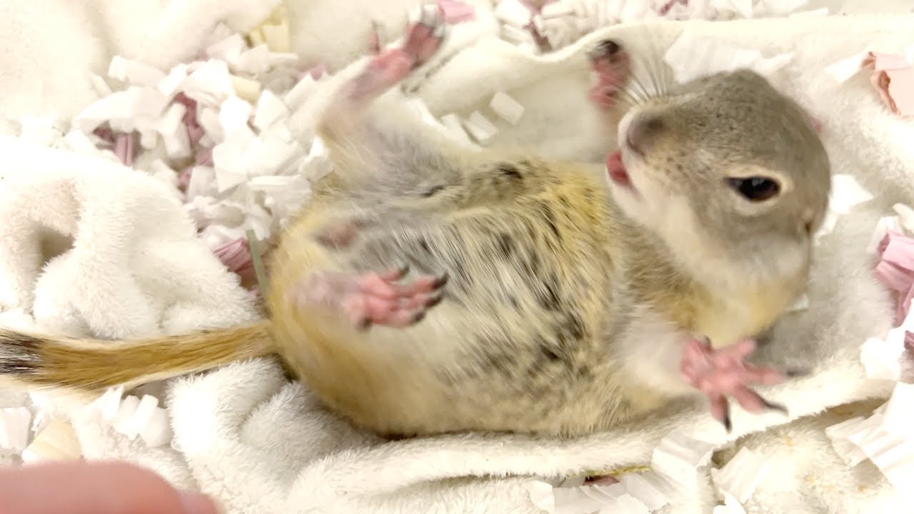 仮病を使って飼い主の外出を阻止しようとするリス