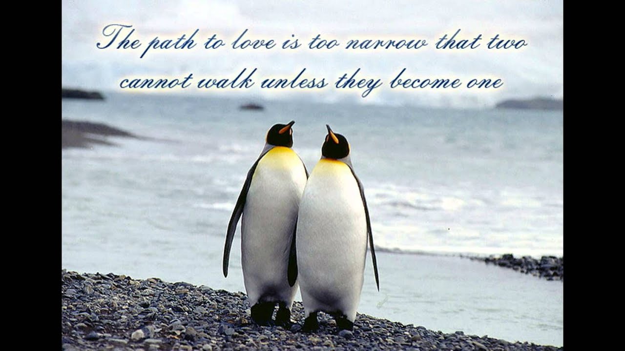 Cute Penguin Quotes