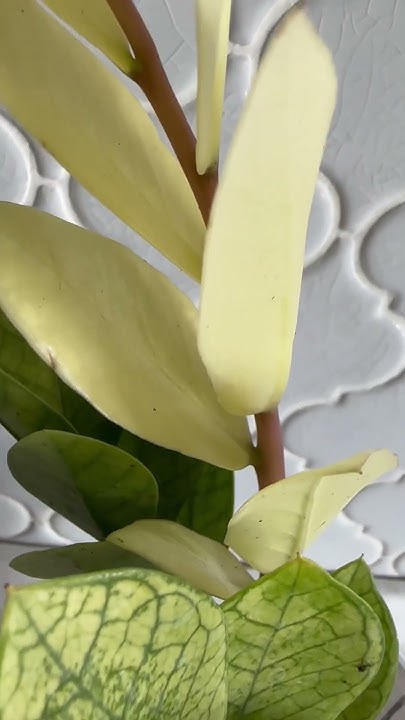 Замиокулькас акебоно #zzplant #zamioculcas #akebono #variegata # ...