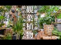 【おすすめ植物屋】倉庫に広がるグリーン空間に酔いしれたお話。【TIANA STORE】