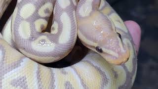 Slithering Saturday night