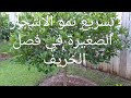 كيفية تسريع نمو الاشجار الصغيرة في فصل الخريف وكيفية زيادة النمو الخضري والمجموع الجذري للأشجار tree mp3