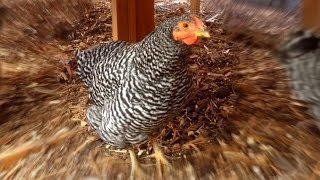 HELP! Strange Sounds from our Hen, Is this a normal Chicken Sound?