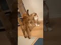 Kuatan tangan si empus🐱😅🤣#cute #funny #animals #kucinglucu #lucu #imut