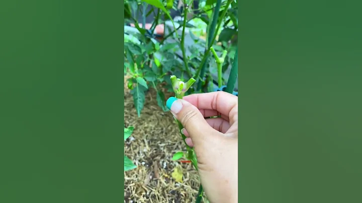 Pruning pepper plants all result in healthier plants and higher yields. - DayDayNews