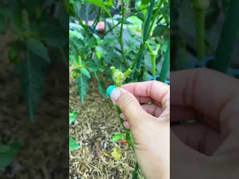 Video: Ghost Pepper Plant – Tipy na pestovanie Ghost Peppers