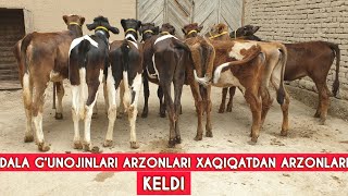 Dala g‘unojinlarini sifatlari keldi ulgirib qoling