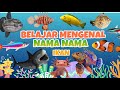 Belajar Mengenal Nama-Nama Ikan