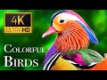 The most colorful birds in 4k  beautiful birds sound in the forest  scenic relaxation film