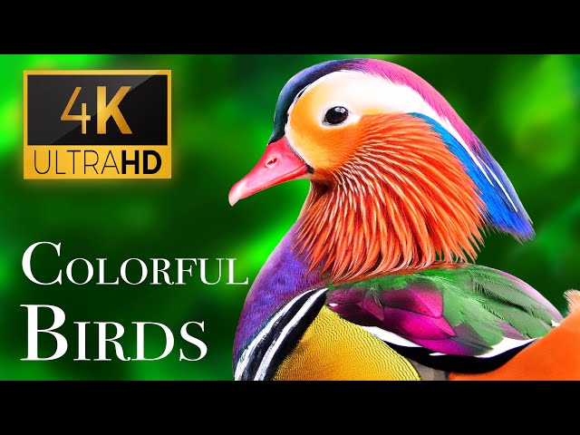 The Most Colorful Birds in 4K - Beautiful Birds Sound in the Forest | Scenic Relaxation Film class=