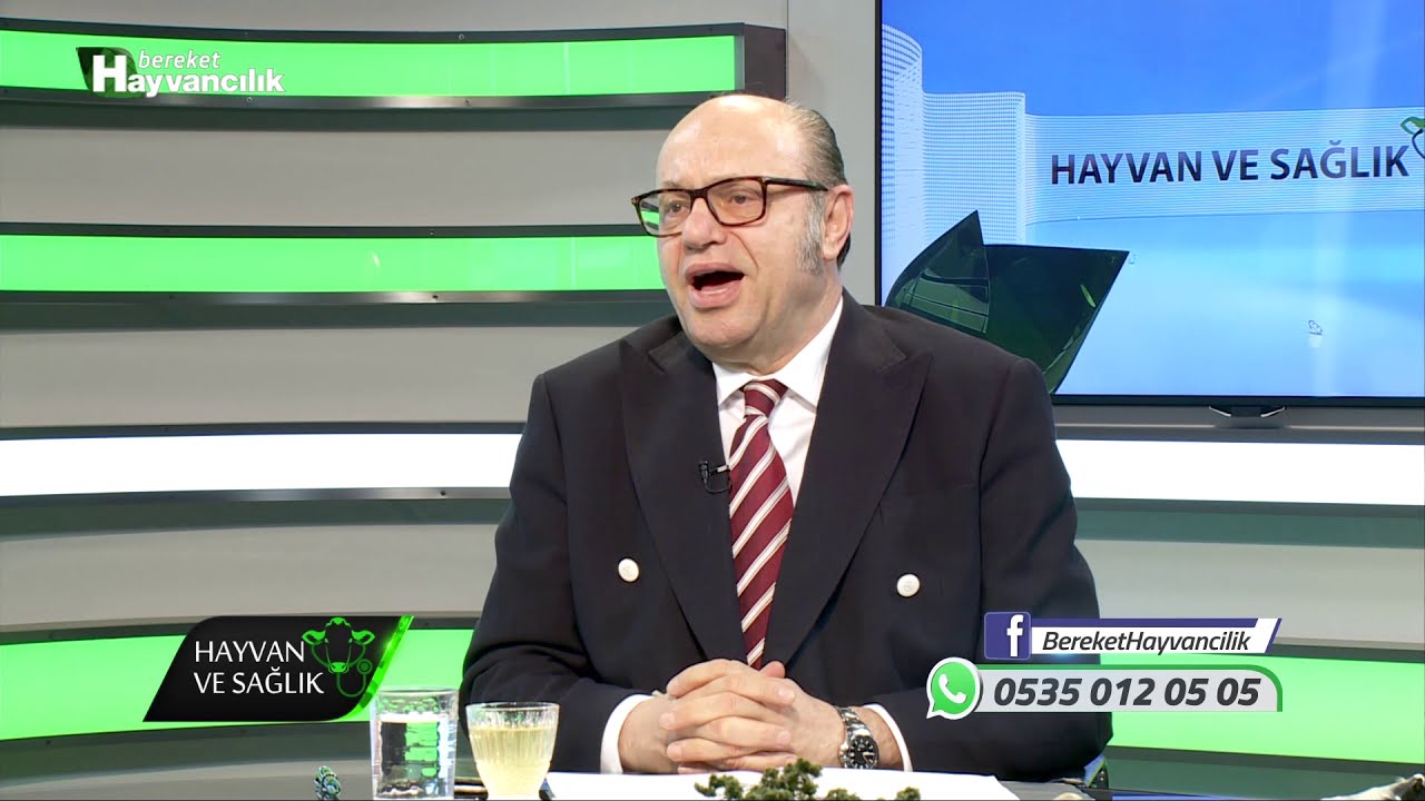 Hayvan Ve Sağlık | Doğumdan Sonra Kızgınlık Göstermeme Sorunu