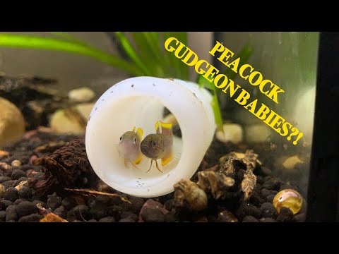 How to Breed Peacock Gudgeons (Step by Step)