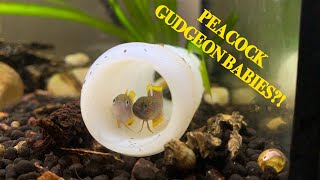 How to Breed Peacock Gudgeons (Step by Step)