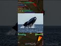 cazando pinguinos encima de ballenas en chubut
