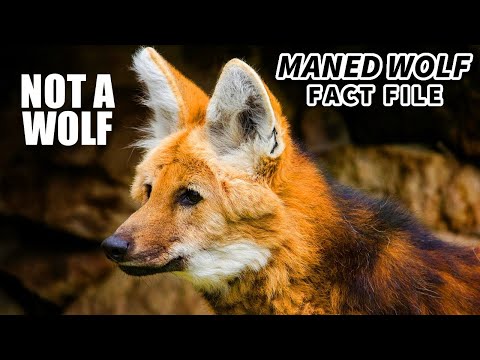 Video: Manenwolf: leefgebied en beschrijving