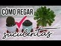 CÓMO REGAR CACTUS/2 MÉTODOS PARA REGAR SUCULENTAS