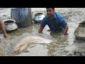 Excellent Hand Fishing ll Big Bowal/Catfish Catching by Hand in Mud Water in the Village Pond