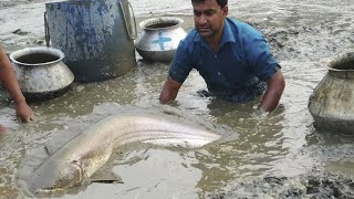 Excellent Hand Fishing ll Big Bowal/Catfish Catching by Hand in Mud Water in the Village Pond