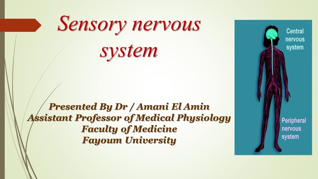 Sensory nervous system L1 - YouTube