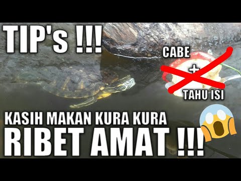 Video: Cara Memberi Makan Kura-kura Air