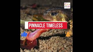 Amazing Bufo Toad Amazing Amphibians 07 Timeless