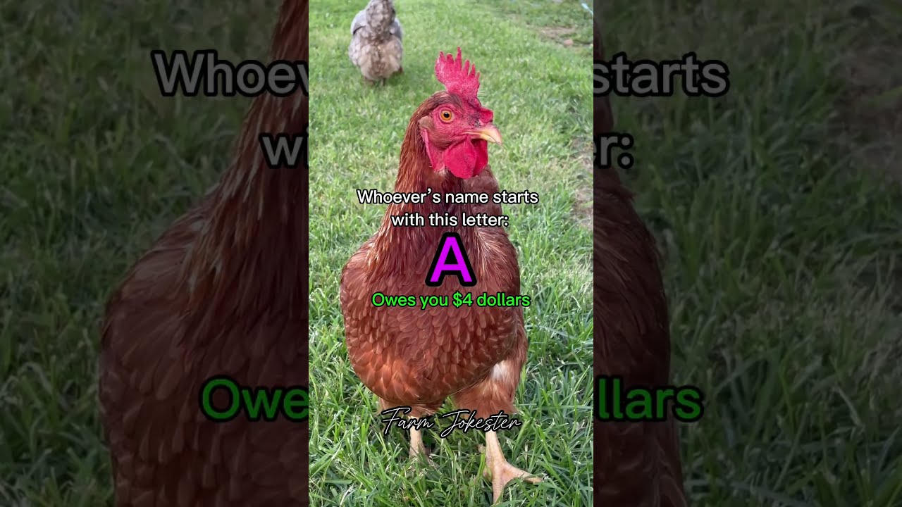 Tag Someone Whose Name Starts With This Letter Names Chickens Comedy Funnyanimals Farmjokester