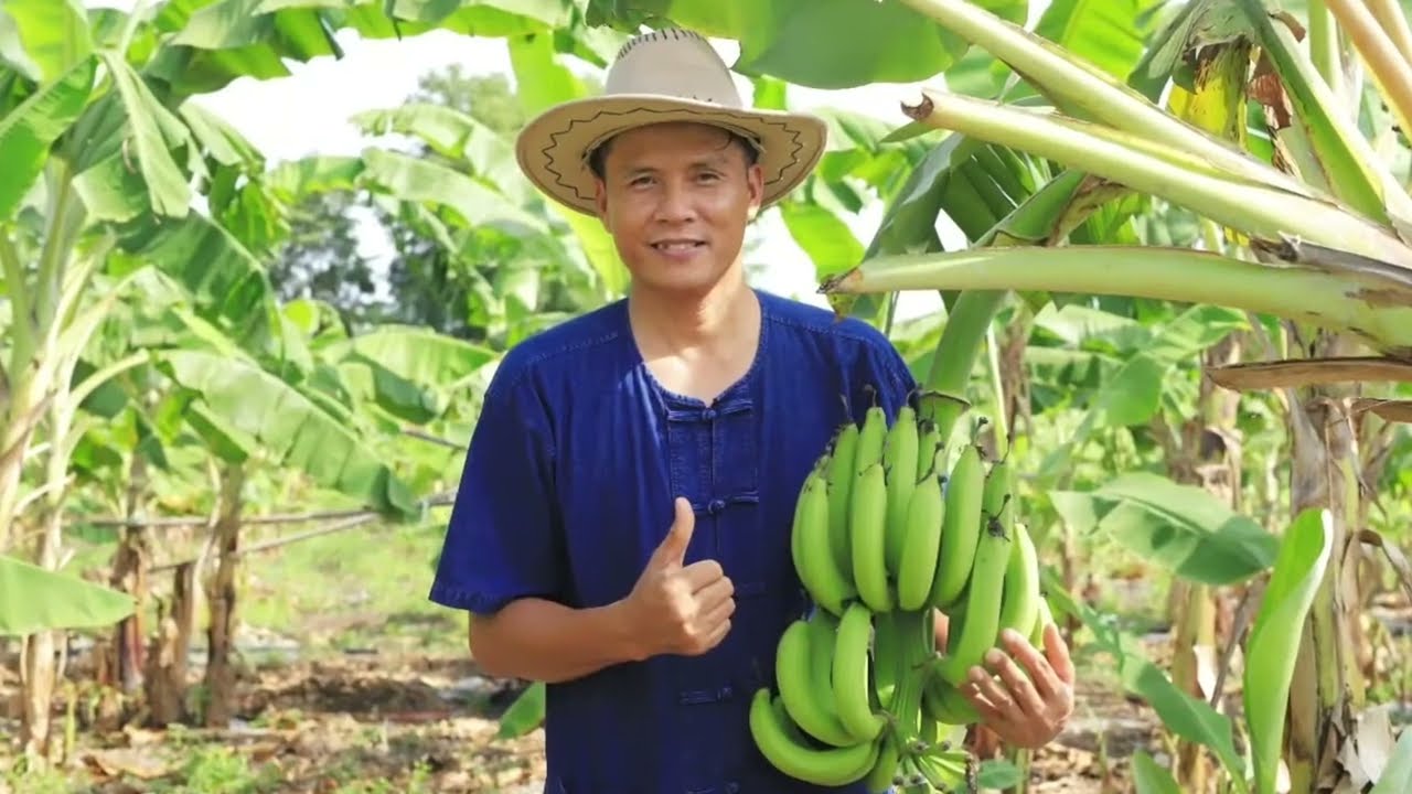 เทคนิคการปลูกกล้วยหอมทอง ของเกษตรกรดีเด่น ระดับประเทศ