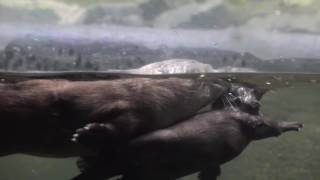 Oregon Zoo baby otters get swim lessons