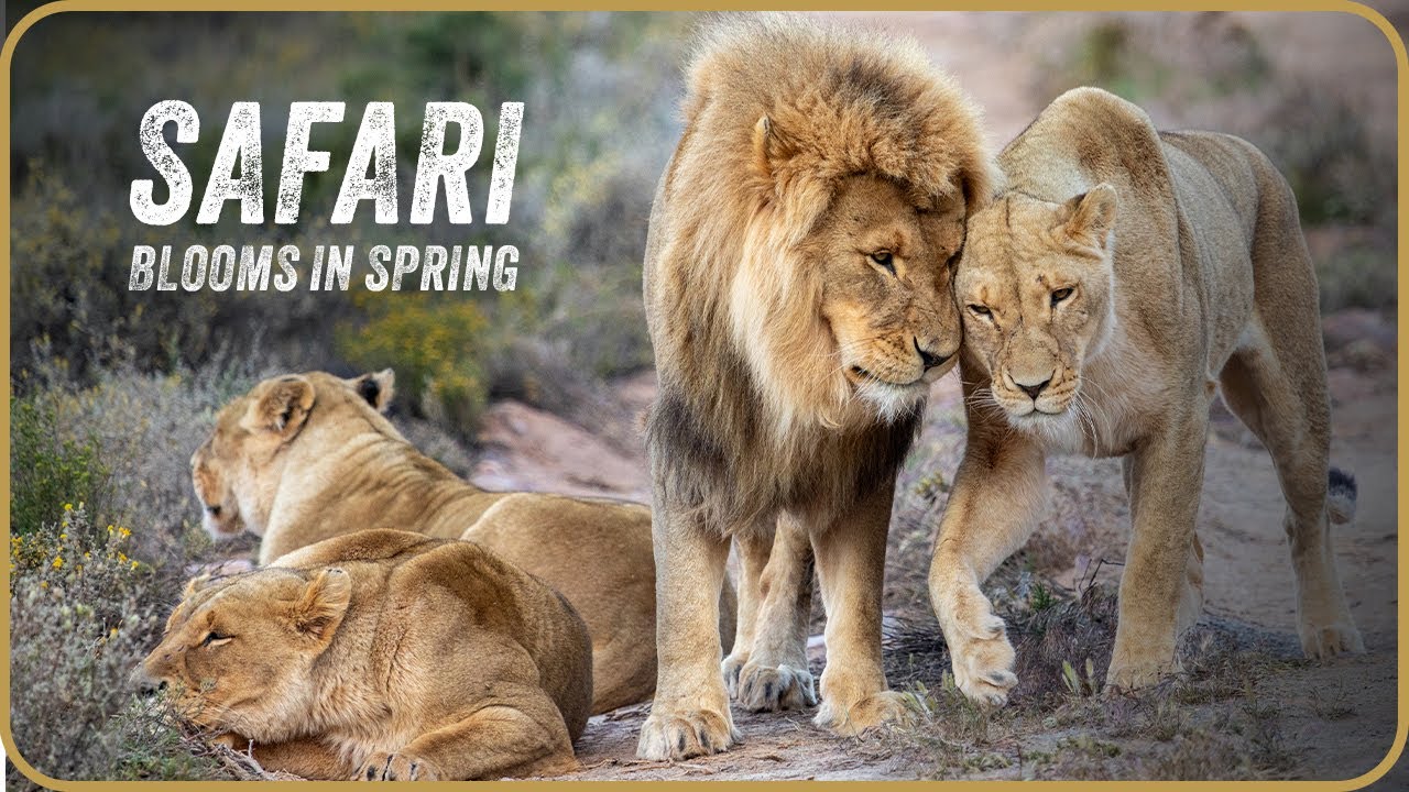 Step into the Wild with Aquila Private Game Reserve This Spring