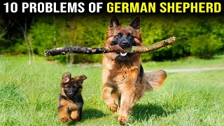 Top 10 Problems of German Shepherd by PawPrints Perfect 729 views 13 days ago 8 minutes, 19 seconds