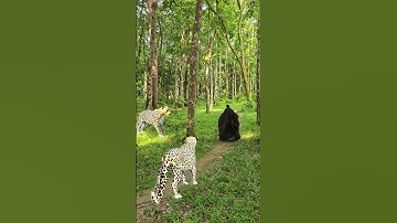 A leopard  attack a men in the forest#vfx#tiger#viral#shorts#video