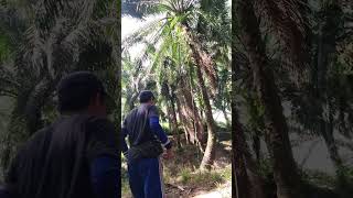 🇵🇭🇲🇾subrang Taas ang puno sa Palm oil🌴