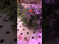 Marigolds is the Aquaponics System ♥