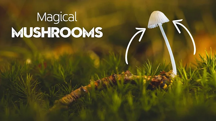 Magical Mushrooms: Tips, Tricks & Lighting Tutorial.