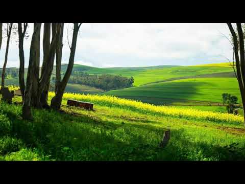 canola-fields-south-africa