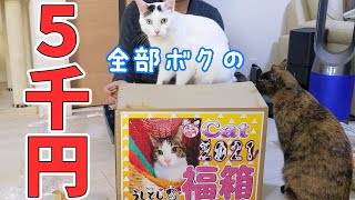 【2021】5000円の猫用福箱を開封します