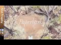 First Trophy - Paperbark (The Tutorial)