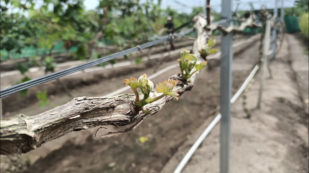 Menumbuhkan percabangan tersier supaya hasil buah maximal