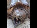 Alligator snapping turtle RED