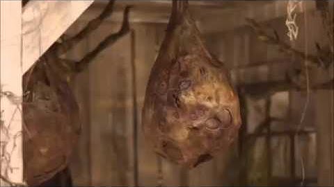 twitching spider egg sac