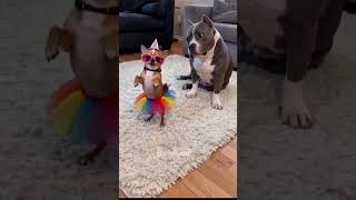 Crazy Outfit Dance Pitbull Shocked 😂 #dog #funnyanimals #pets #funnydogs #shortsfeed #viralshort