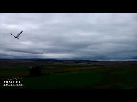 robot birds compressor - robot birds compressor