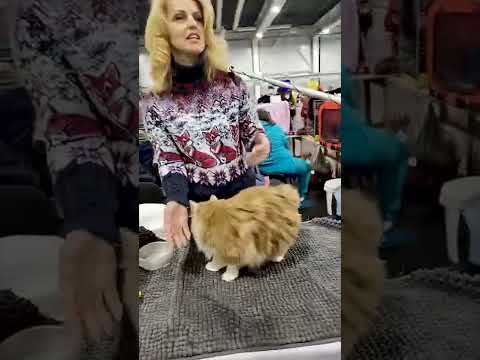 Video: Kurilský bobtail