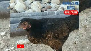 hen video murgi sund ; chicken bird video" hen is a bird and animals 🐔