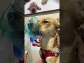 Veo que bajaste y vistes muchos videos🐕🐶🤒#parati #edit #perro