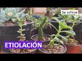 ¿Por qué se estira mi planta? | Etiolación | Desierto Verde