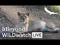 WILDwatch Live | 19 June, 2020 | Morning Safari | South Africa