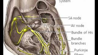 Cardiac conduction system   Anatomy Video  MedlinePlus