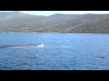 Φάλαινα στο Πόρτο Γερμενό! (VIDEO)