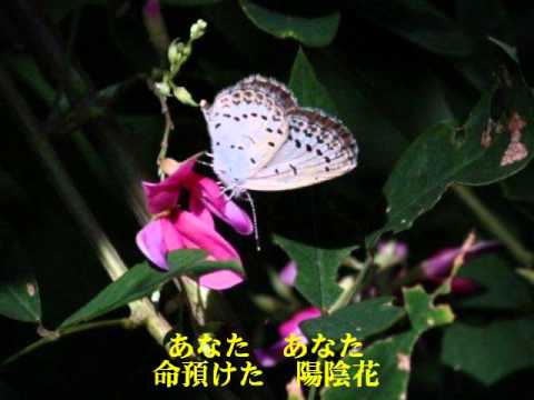 陽陰花（ひかげばな）/オリジナル演歌/歌：田沢賢次